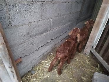 уй сатып алам бишкек: Сатам | Ургаачы кой (ургаачы) | Көбөйтүү үчүн | Ургаачы — 3