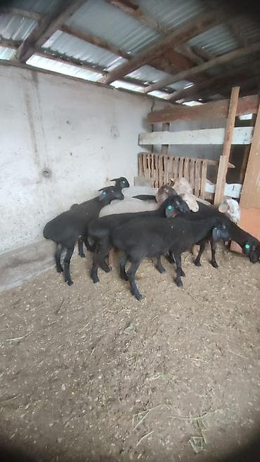 кара балта тай: Продаю | Баран (самец) | Для разведения | Племенные — 2