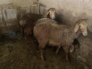 ош кой: Продаю | Ягненок | Гиссарская, Полукровка, Эдильбаевская | На забой, Для разведения | Ярка — 4