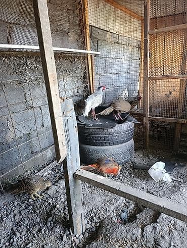 купить фазан: Фазан декоративных пород — живые птицы для разведения и украшения — 1