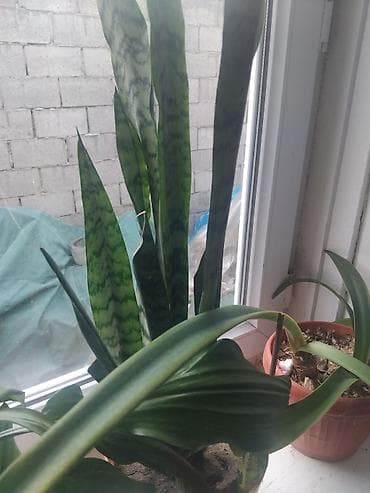 малина желтая: Пеларгония (герань) много разных цветов по 100 по 200 сом комнатная в — 4