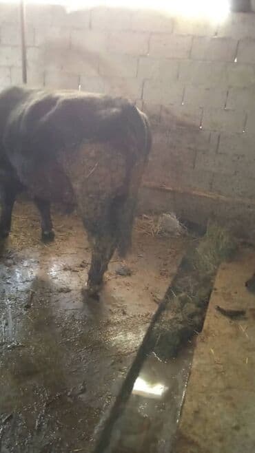 купить собаку доберман в бишкеке: Продаю | Бык (самец) | На откорм | Привязанные — 2