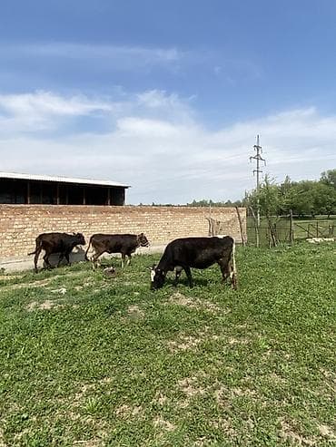 меренос бараны: Продаю | Корова (самка) | Полукровка | Для разведения | Стельные — 3