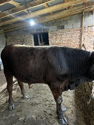 молочная карова: Продаю | Бык (самец) | На откорм | Привязанные — 4