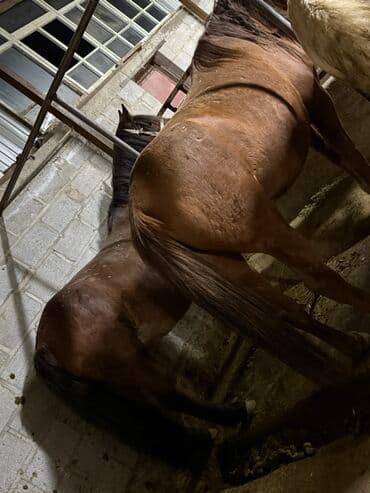 племенные коровы молочные купить: Продаю | Кобыла (самка), Конь (самец), Жеребенок | Полукровка, Першерон, Дончак | На забой, Для разведения, Для молока | Племенные — 3