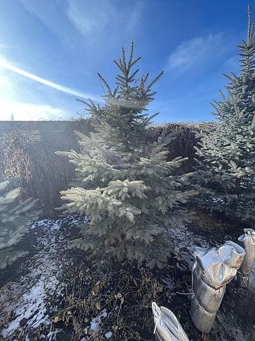 кант бетон: Саженцы деревьев: Ели — 5