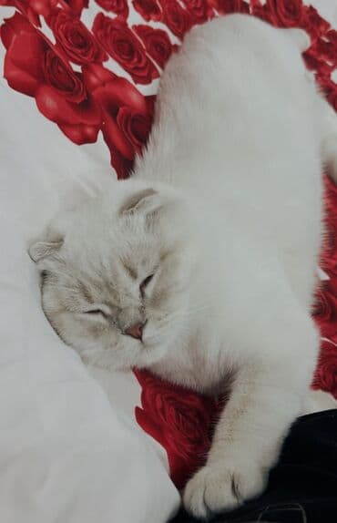 цена вислоухого кота: Скотиш Фолд (Шотландиялык шалпаң кулак), 2 жаш, Эркек, Ак — 1