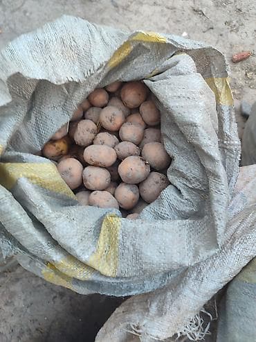 тушку тамак: Картошка — 2