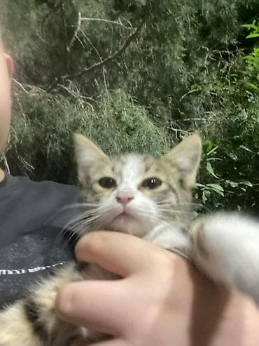 манчкин котенок: Котёнок, короткошёрстный, полосато-белого окраса (табби с белыми — 1