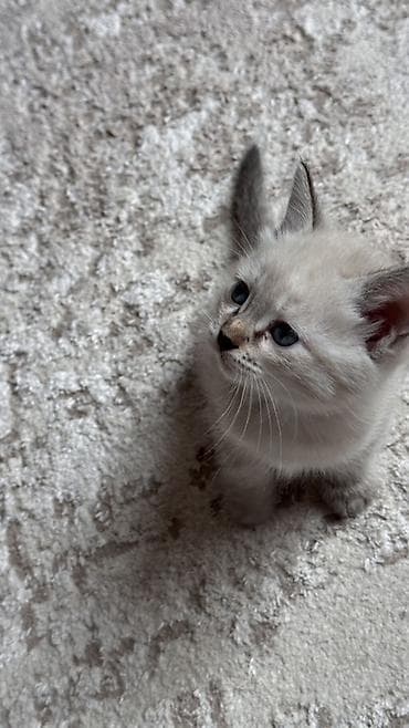 scottish fold: Котята с голубыми глазами, окрасы поинт/сил-поинт. На фото — игривые — 2