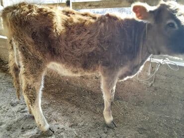 племенные коровы молочные купить: Продаю | Тёлка | Полукровка | Для разведения — 4