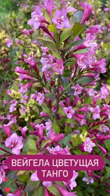 вьющиеся розы бишкек: Декоративные кустарники для сада! - спирея японская - спирея -спирея — 5