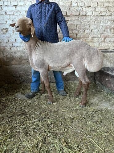 продаю в связи с переездом: Продаю | Баран (самец) | Арашан | Для разведения | Осеменитель — 9