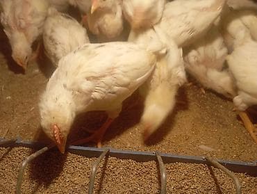 восковая моль: Продаю питушков пароды Легорн — 3