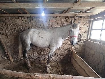 Продаю | Жеребец | Рабочий