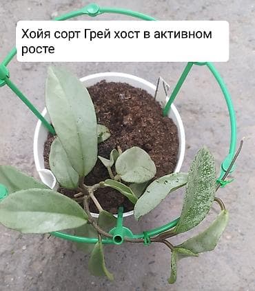 хола: Продаю Хойя срочно — 2