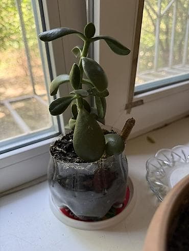 хлорофитума: Хлорофитум (Chlorophytum comosum) в горшке. - Сорта с зелёными — 5