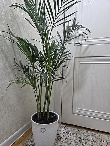 комнатный перец: Аглаонема (декоративно-лиственное комнатное растение) - Сорт с — 3