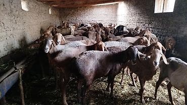 жаныбарлар ат: Сатам | Ургаачы кой (ургаачы) | Көбөйтүү үчүн | Ургаачы — 1