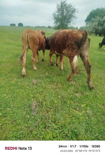 я ищу карова: Продаю | Бык (самец) — 9