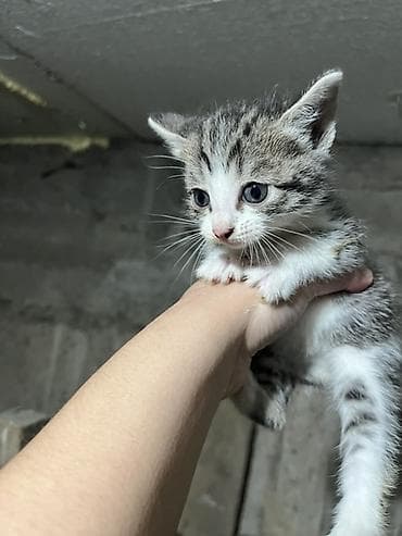котята свинкс: Пять котят, помёт разноцветный: - Окрас: тигрово-полосатый с белым — 1