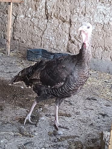 кошки бишкек: Продаю | Инкубационные яйца | Для разведения | Племенные — 2