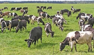 корова щвиц: Продаю | Корова (самка) | Голштин | Для молока | Нетель — 1