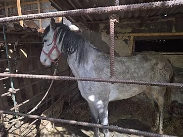 порода комару: Продаю | Кобыла (самка) | Рабочий — 4