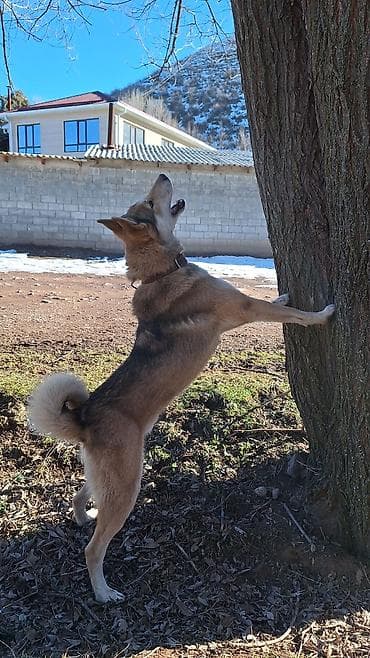 алабай шинка: Вязка: Лайка, Самец, 5 лет, С родословной — 2