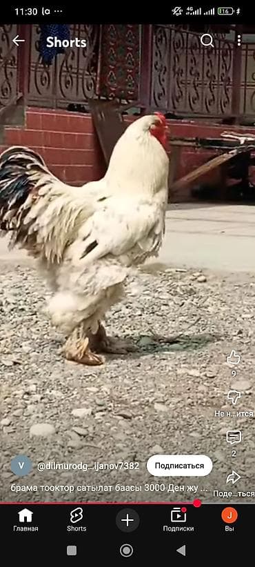 Айыл-чарба жаныбарлары: Сатам | Короздор | Брама | Көбөйтүү үчүн — 2