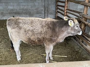 теленок сементал: Продаю | Музоо, торпок | Швицкая | На откорм | Племенные — 3