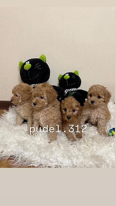 Ит кууту: Готовятся к продаже породные щенки той пуделя. С родословной! ОТКРЫТО — 4