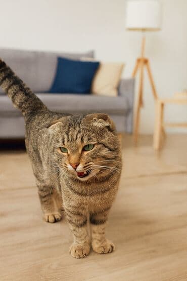 наполнитель кошачий: Скотиш Фолд (Шотландиялык шалпаң кулак), 2 жаш, Эркек, Аргын — 1