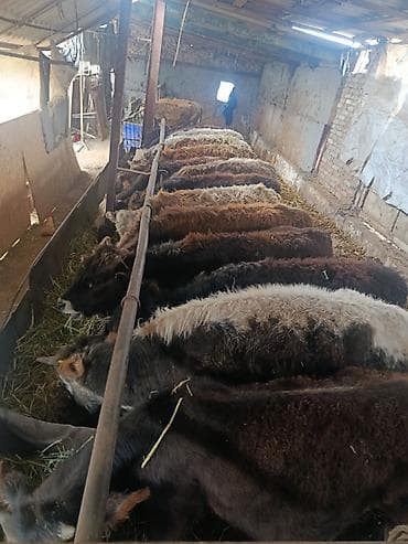 Башка жаныбарлар: Сатам | Бука (эркек) — 1