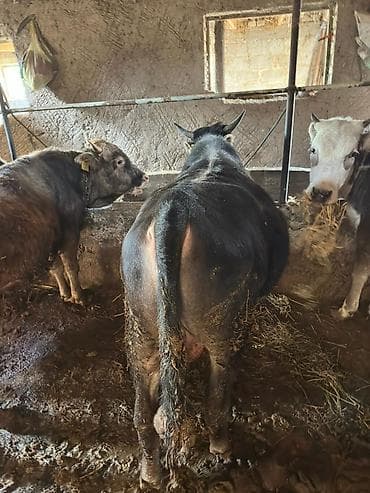 элитные коровы: Продаю | Бык (самец) | На откорм | Привязанные — 7