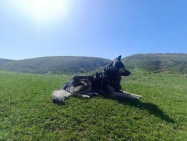 помощь животным: DOG & CAT MASTER: Профессиональный уход и выгул. Занимайтесь — 2