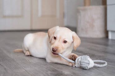 норные собаки: Лабрадор-ретривер, 2 айлык, Ургаачы — 4