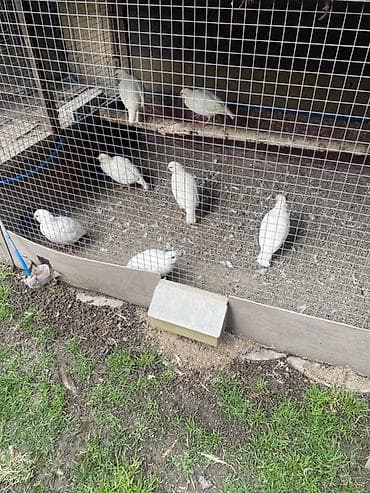 я ищу кеклик: Продаю инкубационные яйцо от белых кекликов собственной фермы — 1