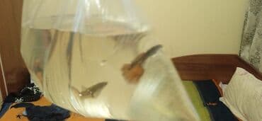 корм для форел: Гуппи одна стоит 150 - Аквариумные живородящие рыбки гуппи (Poecilia — 5