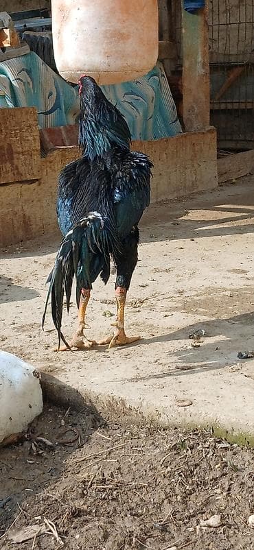 шотландская вислоухая кошка: Продаю | Петух | Бойцовая | Для разведения — 3