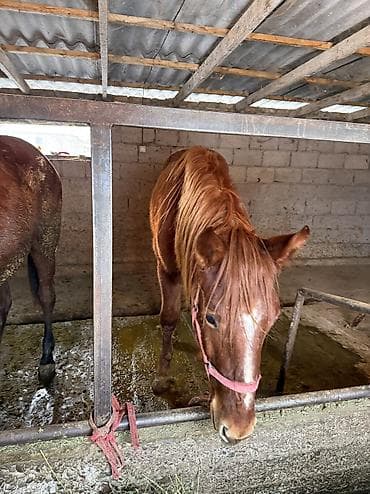 клетки для птицы: Продаю | Жеребенок — 6