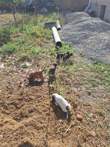тибетский мастиф собака: Группа щенков разных окрасов, включая черных, коричневых и — 3
