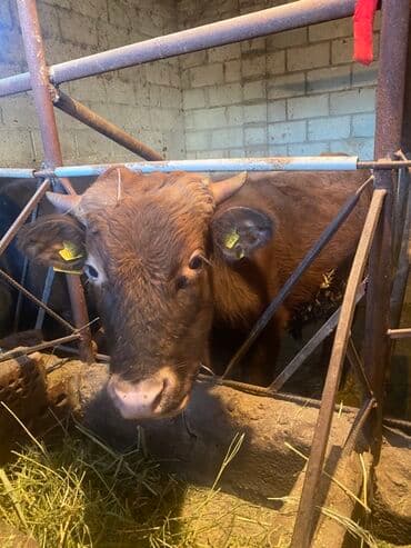 Иттер: Сатам | Бука (эркек) | Алатоолук | Бордоп семиртүү үчүн — 5