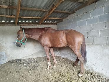 козу кочкор сатылат: Сатам | Жылкы (эркек) | Дончак | Көбөйтүү үчүн, Ат спорту | Асыл тукумдуу — 3