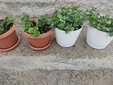 теплицы стоимость: Распродажа комнатных растений!🪴🌵🌱 в горшках от 150с.! — 9