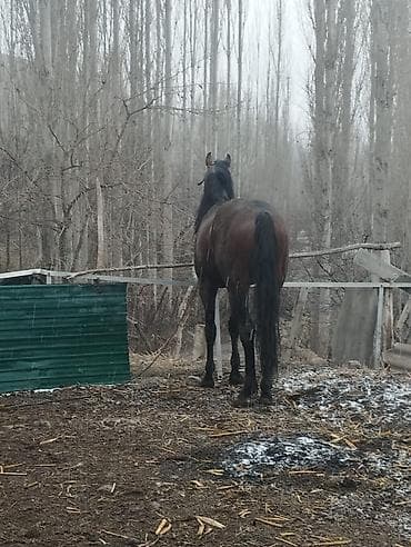 лошади тай: Продаю | Жеребец | Английская | Конный спорт — 2