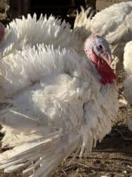 собака охотничий: Продаю | Индюшка (самка) | Бройлерная | На забой | Племенные — 7