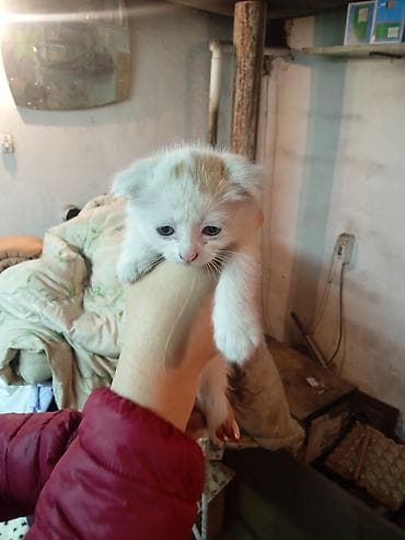 Здравствуйте отдаем котенка в заботливые руки! Осталось два