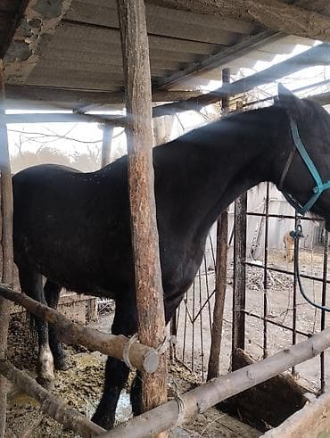 собака питбуль: Другие животные — 1