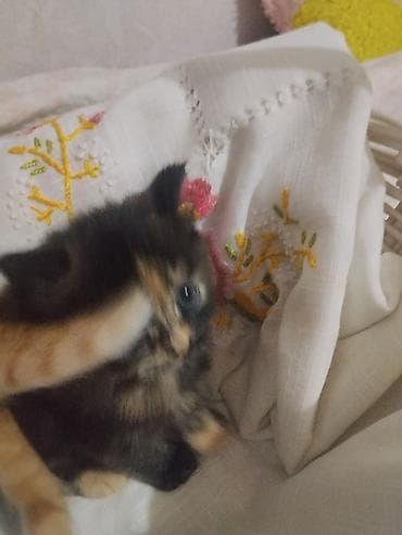 Продажа кошек: Котята домашние, короткошёрстные. Помёт из трёх малышей: - чёрный — — 5